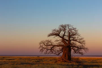 Foto op Plexiglas Grote baobabboom na zonsondergang © hannesthirion