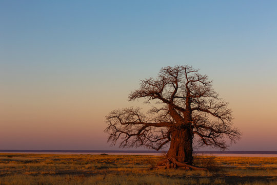 Large baobab tree after sunset