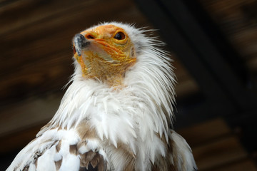 tête d'un Vautour Percnoptère