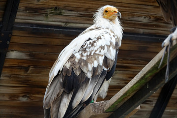 Vautour Percnoptère