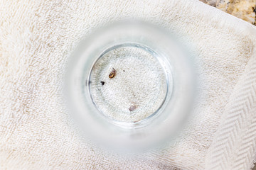 Macro flat top closeup of two dead Lone star ticks swimming in alcohol or water solution of cup with towel background