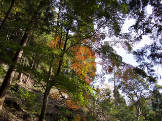 京都_高山寺_紅葉