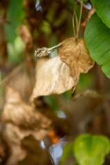 dead dry green Asian vine snake on green leaf,