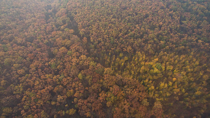 Autumn forest aerial view at sunset.