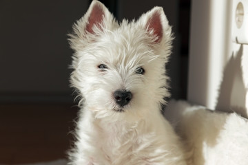 Westie