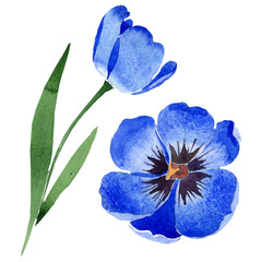Blue tulip floral botanical flowers. Watercolor background illustration set. Isolated tulips illustration element.