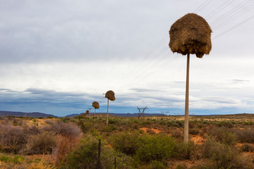 Sociable Weaver nests on telephone poles