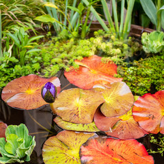 A Purple Nymphaea