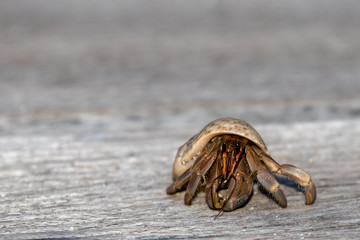 closeup of Hermit crabs (decapod crustaceans)