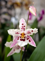Cambria Orchid