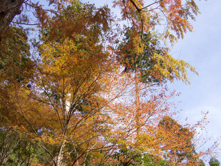 Fototapeta premium 京都_高山寺_紅葉