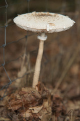 White mushroom on the forest floor in autumn
