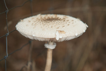 White mushroom on the forest floor in autumn