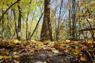 Beautiful autumn forest.Good weather and Golden-colored leaves.