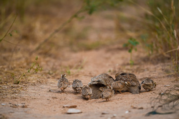 grey francolin or grey partridge or Francolinus pondicerianus family with chicks walking together on a jungle track at Ranthambore national park, india