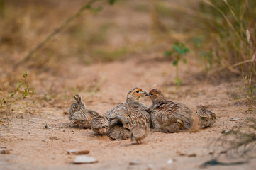 grey francolin or grey partridge or Francolinus pondicerianus family with chicks walking together on a jungle track at Ranthambore national park, india