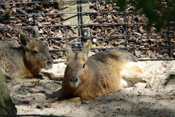 Naklejka premium Capybara