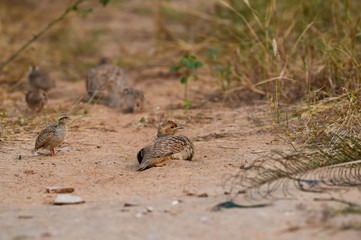 grey francolin or grey partridge or Francolinus pondicerianus family with chicks walking together on a jungle track at Ranthambore national park, india