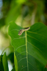 Portrait a green Asian vine snake resting on green leaves,