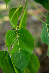 Portrait a green Asian vine snake resting on green leaves, other name is Boie's whip snake, Gunther's whip snake, and Oriental whip snake.
