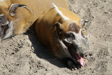 Fototapeta premium Potamochère