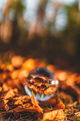 Lensball laying on the floor with orange autumn leaves and forest in the background