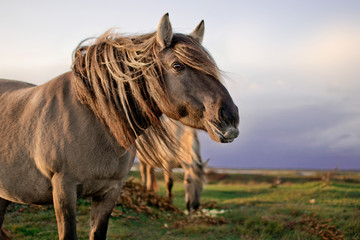 Close up portrait of semi-wild konik polski horse at Engure Lake Nature Park, Latvia. Another one horse at the background is eating apples. © Julija