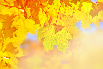 Naklejka na ściany i meble Warm autumn background with maple leaves