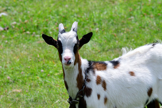 Hausziege bilder – Bläddra bland 1,620 stockfoton, vektorer och videor ...