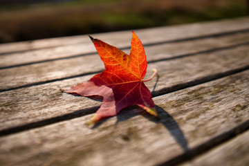 Fallen leaf. Autumn season concept