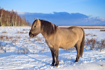 Semi-wild konik polski horse is standing on the field at Engure Lake Nature Park, Latvia on sunny and snowy winter day © Julija