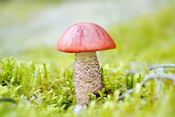 Orange-cap boletus (lat. Leccinium aurantiacum) mushroom growing at mossy forest