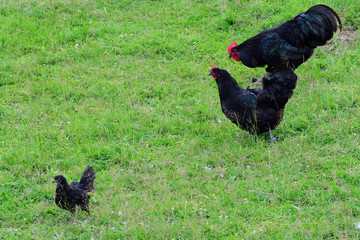 Australorp Hühner auf einem Bauernhof