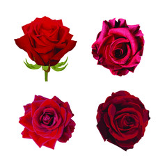 Red roses arranged 4 sets on a white background - vector
