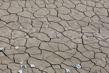 The bottom of the dried-up pond with animal tracks during a drought.