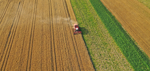 Aerial drone perspective view on red harvester during wheat field harvesting, collecting seeds, making dust cloud, driving forward