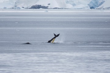 baleines dans les eaux froides et glacées