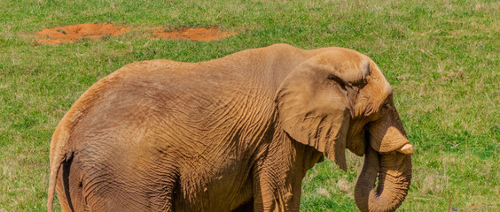 an African elephant walking through a green meadow