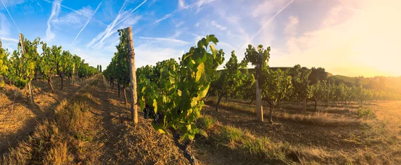 Gordijnen Viticulture dans les vigne en France © Thierry RYO