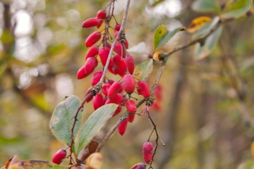 Autumn flowers in Austria
