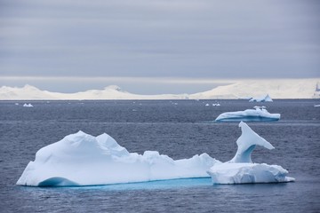 iceberg baleine
