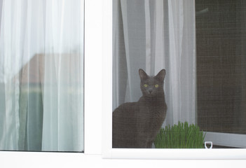 Russian blue cat is sitting on the window sill behind mosquito net. Pet safety concept.