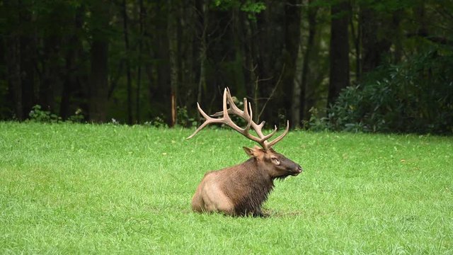 Large Bull Elk Lays Down in Grass