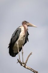 Marabou Stork standing on a branch against a blue sky.  Image taken in the Maasai Mara, Kenya.