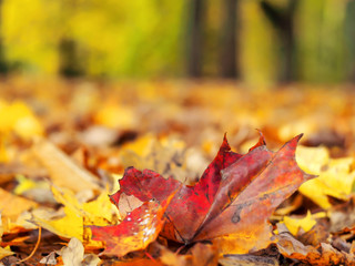 Autumn landscape with road