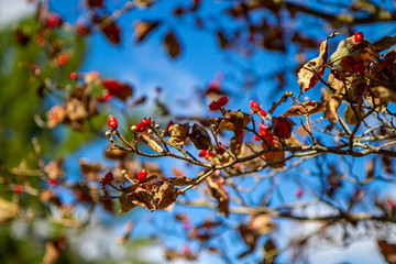 Apple tree's leaves dying in the fall season and bright red berries take the focus