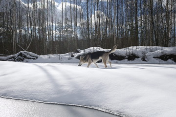 Young Female stray dog in Snow in sunny day