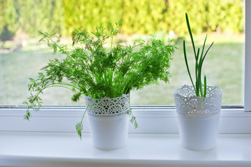 Fresh dill and green onions are growing in white flower pots on windowsill indoor. Window mini garden concept.
