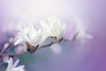 Magnolia branch with blooming white gentle flowers. Soft focus. Purple romantic background