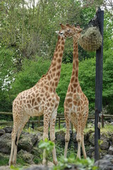 girafes mangeant en hauteur